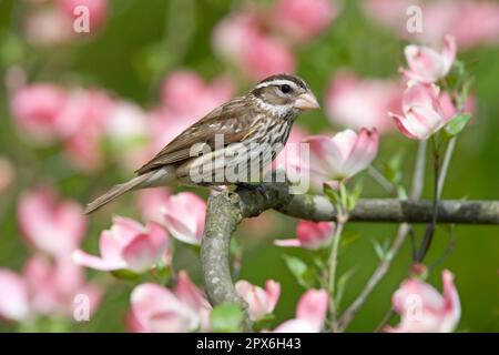 Rose-breasted Grosbeak (Pheucticus ludovicianus) adult female, perched in flowering pink dogwood (U.) S. A Stock Photo