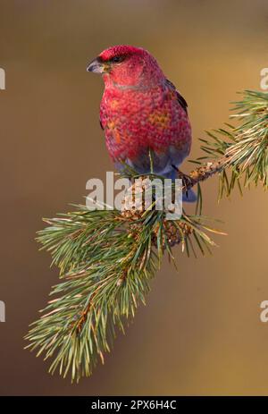 Pine grosbeak (Pinicola enucleator), adult male, sitting on a pine branch with cones, Northern Finland Stock Photo