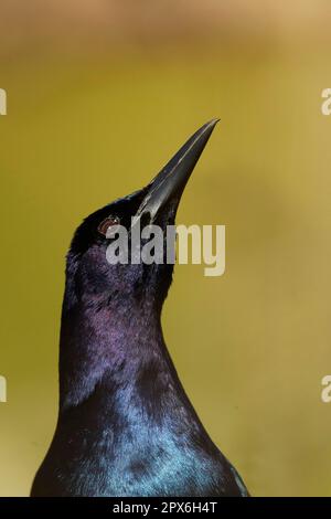 Common Grackle (Quiscalus quiscula) adult male, close-up of head, displaying to attract female, Orlando, Florida (U.) S. A Stock Photo