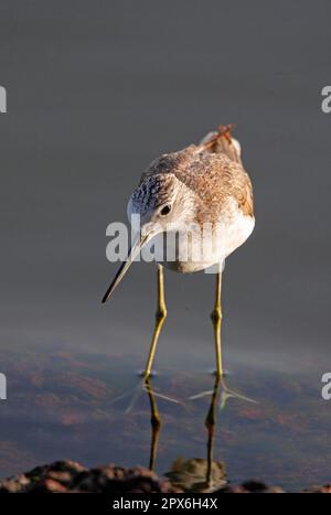 Common Greenshank (Tringa nebularia) adult, standing in shallow water, Lake Awassa, Great Rift Valley, Ethiopia Stock Photo