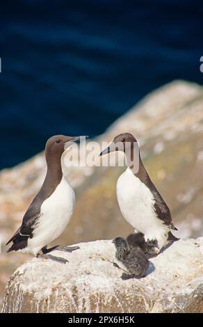 Guillemot (Uria aalge) adult pair with chicks, Scotland, United Kingdom Stock Photo