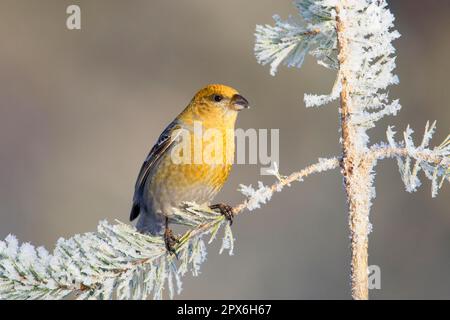 Pine grosbeak (Pinicola enucleator), adult female, sitting on a frost-covered pine branch, Northern Finland Stock Photo