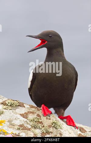 Black Guillemot (Cepphus grylle) adult, calling, standing on rock, Shetland Islands, Scotland, United Kingdom Stock Photo