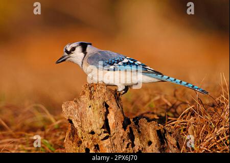 Blue jay (Cyanocitta cristata), corvids, songbirds, animals, birds, Blue Jay adult perched on stump, utricularia ochroleuca (U.) (U.) S. A Stock Photo