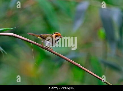 Rufous-faced Warbler (Abroscopus albogularis fulvifacies) adult, with food in beak, perched on stem, Dasyueshan National Forest, Taiwan Stock Photo