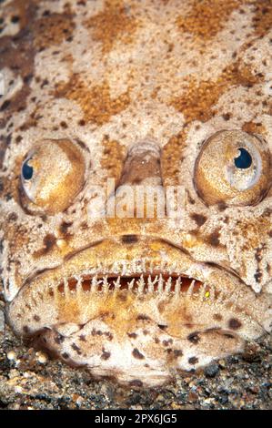 Marbled Stargazer, Marbled Stargazer, Other animals, Fishes, Perch-like, Animals, Marbled Stargazer (Uranoscopus bicinctus) adult, close-up of head Stock Photo