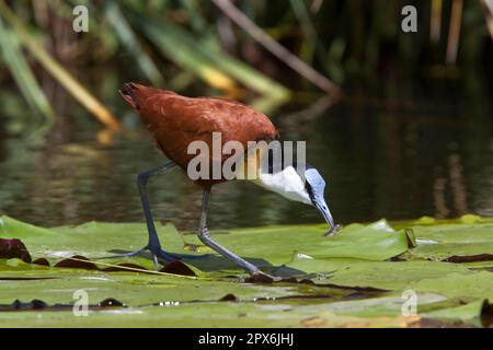 Actophilornis africana, Blue-fronted Jacana, animals, birds, waders Jacana, note the foot which is well Adapted for walking on lilies and the fish in Stock Photo