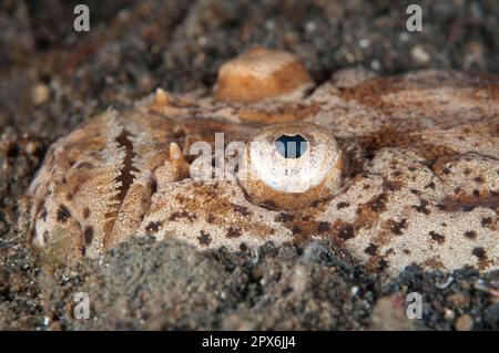 Marbled Stargazer, Marbled Stargazer, Other animals, Fishes, Perch-like, Animals, Marbled Stargazer (Uranoscopus bicinctus) adult, close-up of head Stock Photo