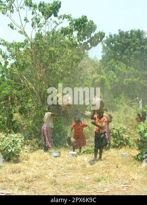 Sea fly swarm, Malawi tufted mosquitoes Stock Photo