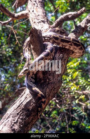 Indian Rock Python (Python molurus) captive, The Madras Crocodile Bank Trust and Centre for Herpetology near Chennai, Tamil Nadu, South India, India Stock Photo