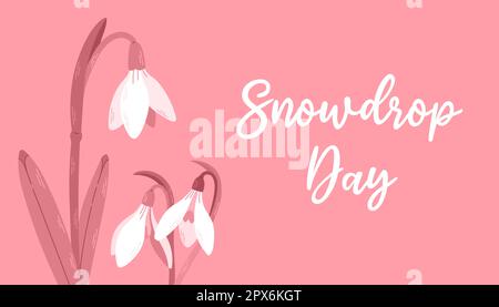 Flowers white snowdrops with leaves. Spring is coming. Snowdrop day. Vector illustration isolated on a pink background Stock Vector