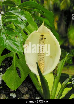 Monstera, window leaf Stock Photo