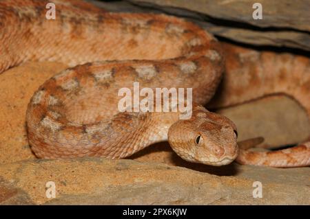 Arabian sand rattle viper Stock Photo