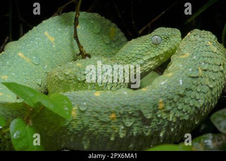 Stock photo of West African tree viper (Atheris chlorechis) portrait, Togo.  Controlled. Available for sale on