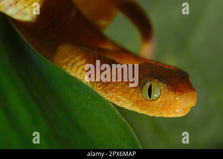 Stock photo of Green bush viper {Atheris chlorechis} captive, occurs  western Africa. Available for sale on