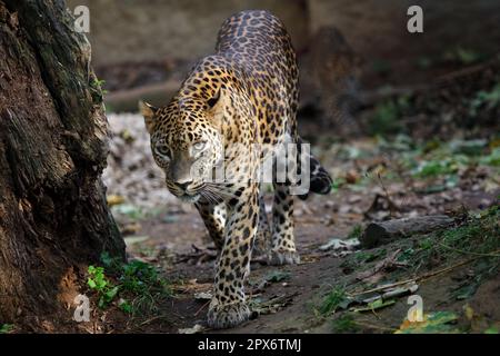 Sri Lankan leopard, Panthera pardus kotiya Stock Photo