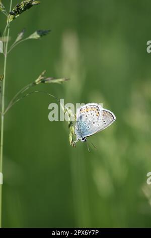 Vertical image of a silver studded blue butterfly on a plant Stock Photo