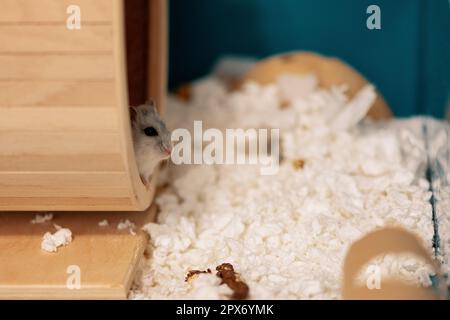 Hamster sitting in running wheel in cage Stock Photo