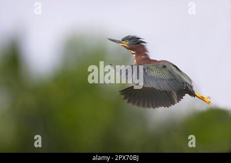 Green green heron (Butorides virescens) adult, in flight, Everglades N. P. utricularia ochroleuca (U.) (U.) S. A Stock Photo