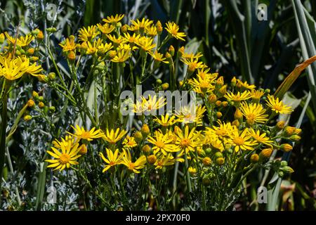 Closeup of many butterflies on a yellow flowering common ragwort or Jacobaea vulgaris plant. Stock Photo