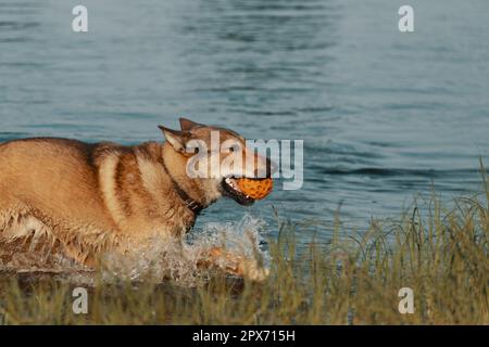 Red dog with orange pet ball in mouth walking in water, side view Stock Photo