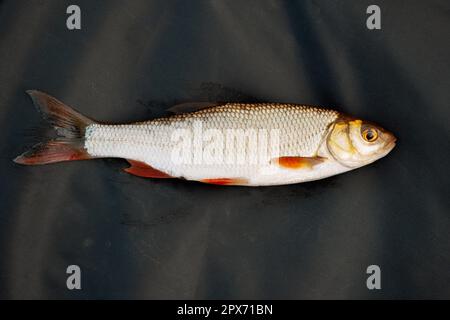 Medium fish lying on black tarpaulin in outdoors Stock Photo