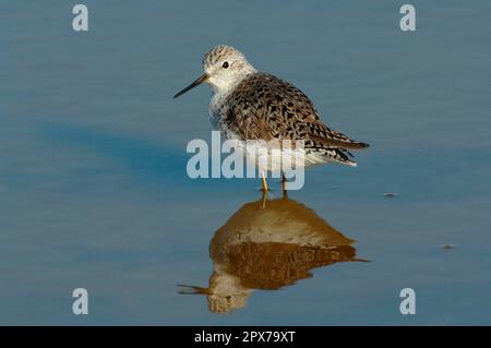 Marsh Sandpiper (Tringa stagnatilis) adult, summer plumage, standing in water with reflection, Lesvos, Greece Stock Photo