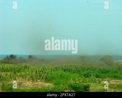 Sea fly swarm, Malawi tufted mosquitoes Stock Photo