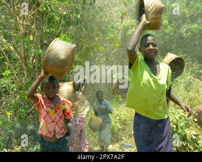 Sea fly swarm, Malawi tufted mosquitoes Stock Photo