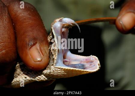 Puff adder, poison fang, poison fangs, poison removal Stock Photo - Alamy