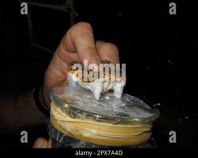 Puff adder, poison fang, poison fangs, poison removal Stock Photo