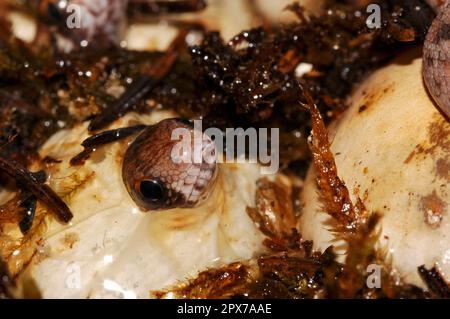 Sand rattle viper, young Stock Photo