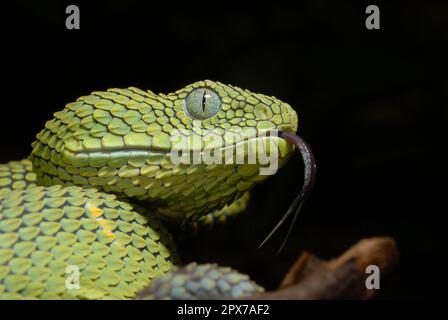 West African tree viper (Atheris chlorechis) on branch Togo. Controlled  conditions Stock Photo - Alamy