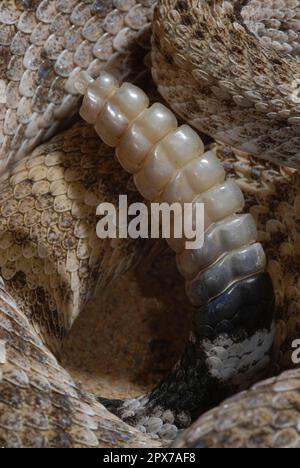 Texas Rattlesnake Stock Photo