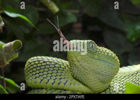 West African tree viper (Atheris chlorechis) on branch Togo. Controlled  conditions Stock Photo - Alamy