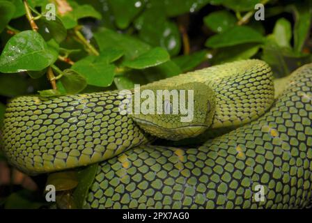 West African Bush Viper Stock Photo