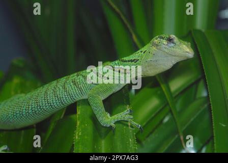 Emerald Monitor Stock Photo