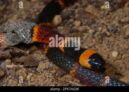 North American Coral Snake Stock Photo