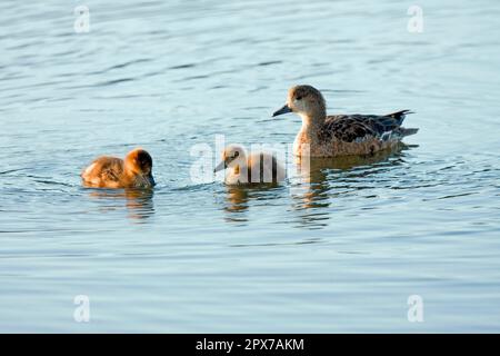 Green-winged teal with ducklings Stock Photo