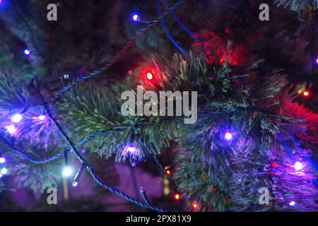 Christmas tree with garlands. Multi-colored light bulbs on the branches of a spruce. Electric lighting for festive evenings. Red, blue, purple and blu Stock Photo