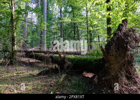 Oak and hornbeam tree deciduous forest in summerwith broken oak tree in foreground, Bialowieza Forest, Poland, Europe Stock Photo