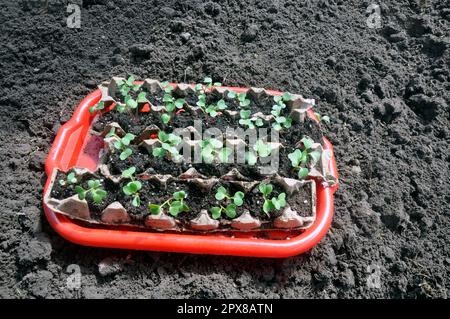 Seedling of radish germinating in the soil. On a tray. Stock Photo