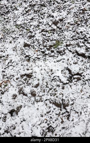 The texture of the ground, covered with a thin layer of snow. The soil ...