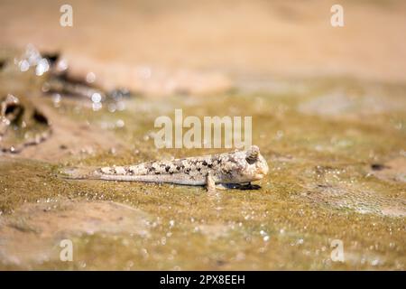 Barred mudskipper (Periophthalmus argentilineatus) or silverlined mudskipper is a species mudskippers , This species occurs in mangrove forests and ni Stock Photo