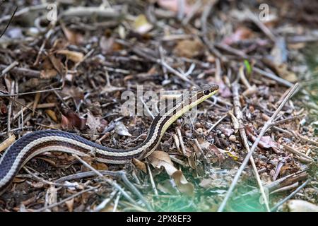 Thamnosophis lateralis, commonly known as the lateral water snake, is a endemic species of snake in the family Pseudoxyrhophiidae, Zombitse-Vohibasia Stock Photo