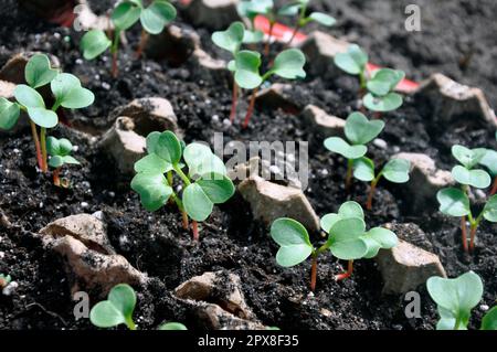 Seedling of radish germinating in the soil. Stock Photo