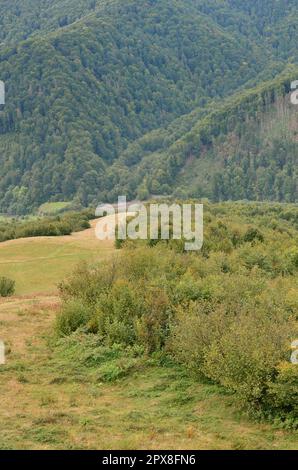 Fragment of the mountainous terrain in the Carpathians, Ukraine. The forest is forgiven by the reliefs of the Carpathian Mountains Stock Photo