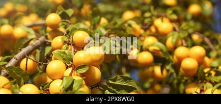 Ripe yellow mirabelle plums on ;eaves covered tree branches. (Prunus domestica syriaca) Wide banner. Stock Photo