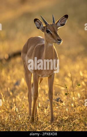 Backlit young male impala stands watching camera Stock Photo