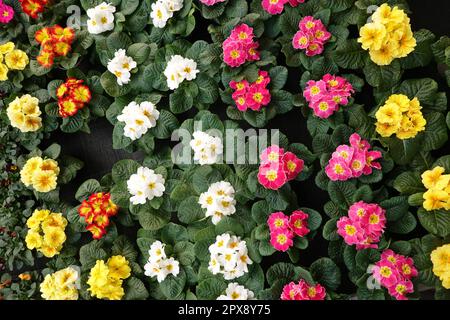 verschiedenfarbige Primeln (Primula spec.) im Baumarkt Stock Photo